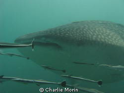 A fantastic whale shark around Kho Phi Phi. Best dive eve... by Charlie Morin 